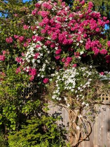 Anita Kiss, PhD - Spititual Counselling