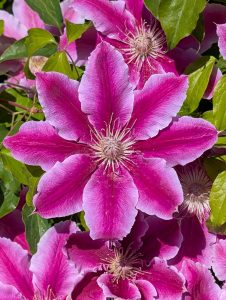 Anita Kiss, PhD - Spiritual Counselling