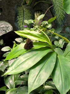 Anita Kiss, PhD - Spiritual Counsellor