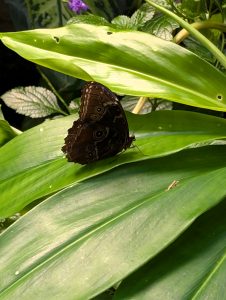 Anita Kiss, PhD - Spiritual Counselling