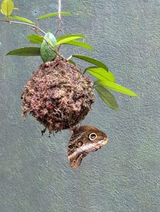 Anita Kiss, PhD - Spiritual Counselling