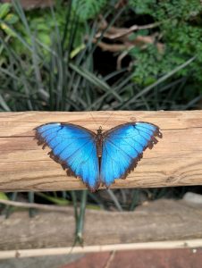 Anita Kiss, PhD - Spiritual Counselling