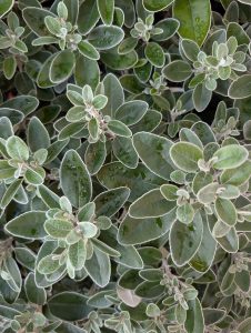 Anita Kiss, PhD - Spiritual Counsellor